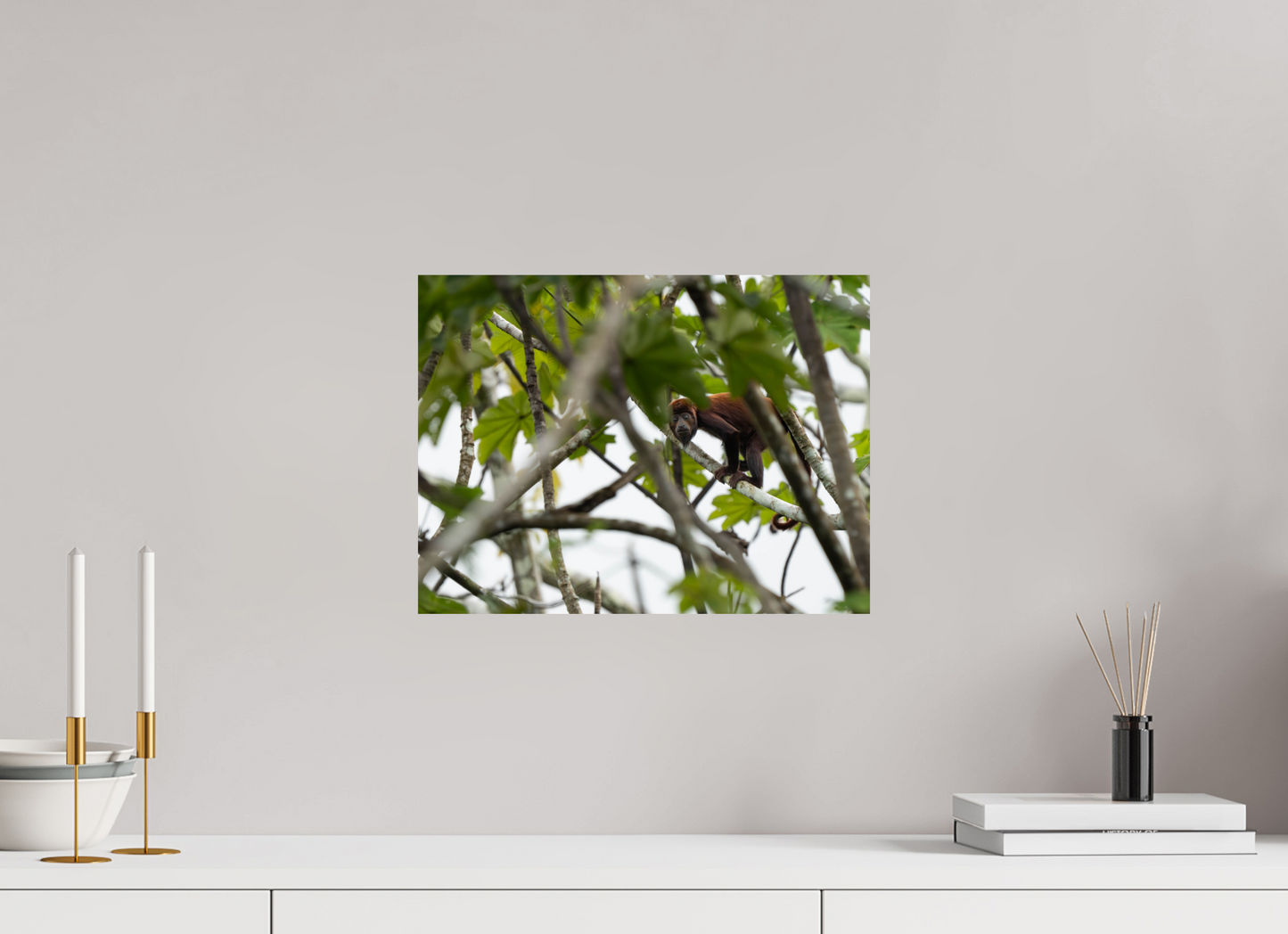 Red Howler Monkey