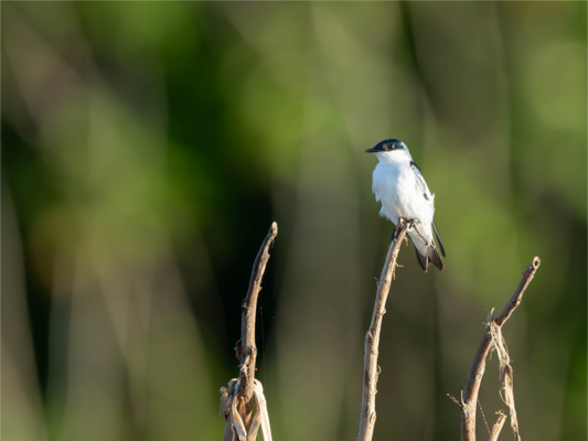 White-Winged Swallow