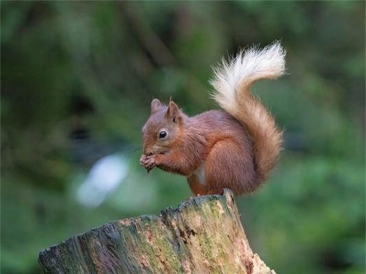 Red Squirrel