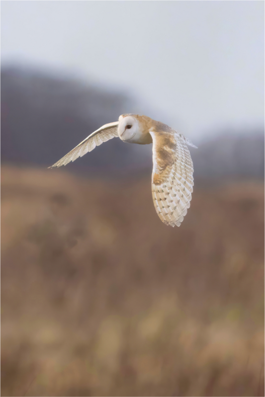 Barn Owl in Flight