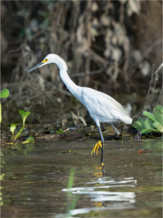Snowy Egret
