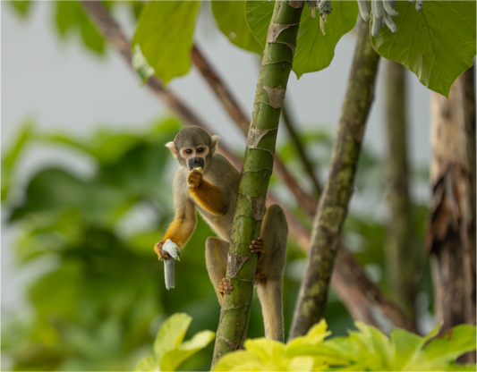 Amazonian Squirrel Monkey