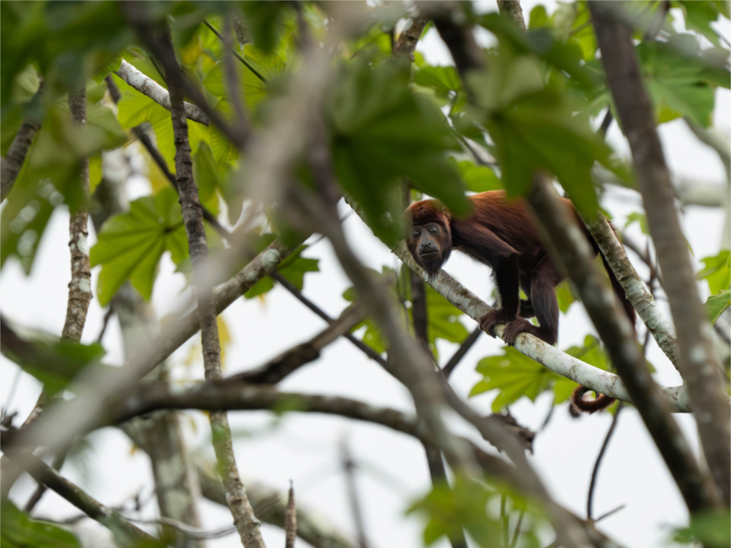 Red Howler Monkey
