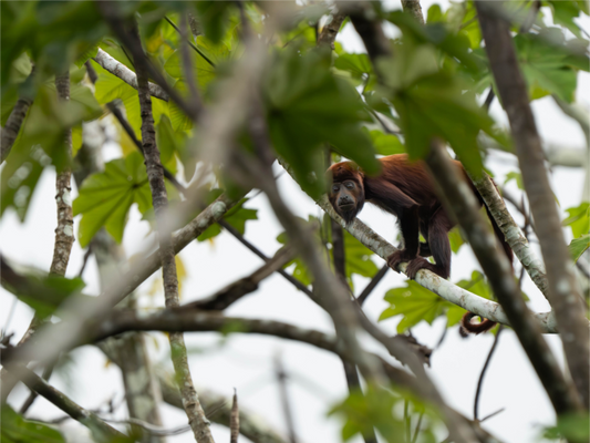 Red Howler Monkey