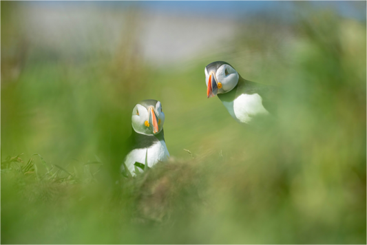 Lunga Puffins